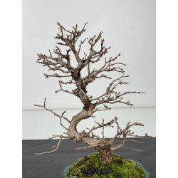 Carpinus turczaninovii  I-8352 view 3