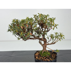 Azalea I-8353 vista 2