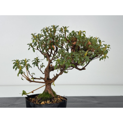 Azalea I-8353 vista 3