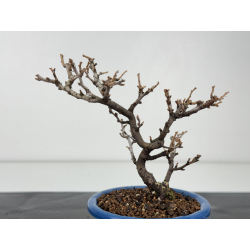 Chaenomeles chojubai I-8354 vista 3