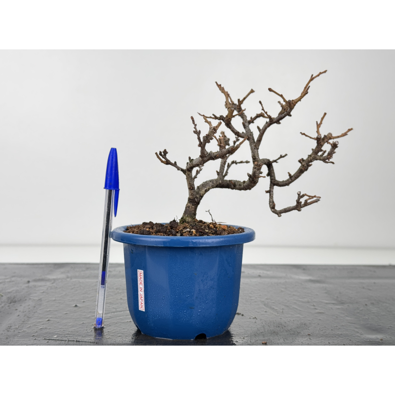 Chaenomeles chojubai I-8355