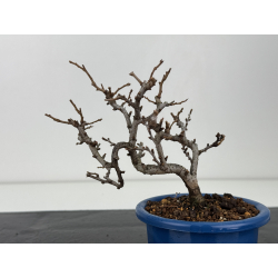 Chaenomeles chojubai I-8355 vista 3