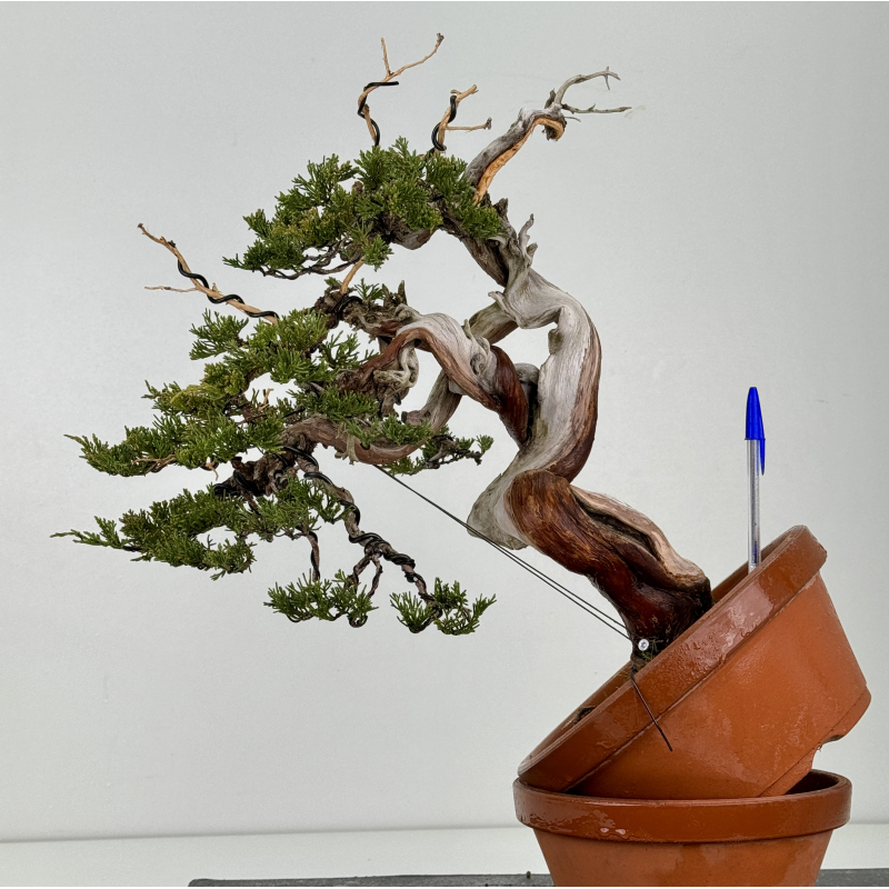 Juniperus sabina -sabina rastrera- A01398