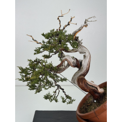 Juniperus sabina -sabina rastrera- A01398 vista 2