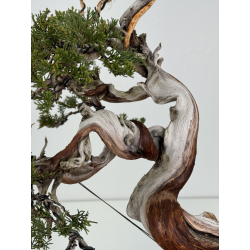 Juniperus sabina -sabina rastrera- A01398 vista 3