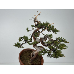 Juniperus sabina A01398 view 4
