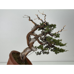 Juniperus sabina -sabina rastrera- A01398 vista 5