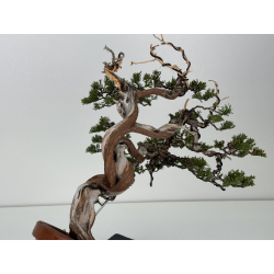 Juniperus sabina A01398 view 6