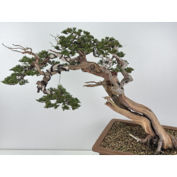 Juniperus sabina A01399 view 2