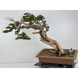 Juniperus sabina A01399