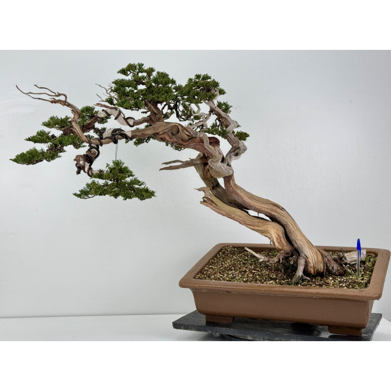 Juniperus sabina -sabina rastrera- A01399