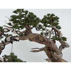 Juniperus sabina -sabina rastrera- A01399 vista 3