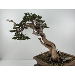 Juniperus sabina A01399 view 4