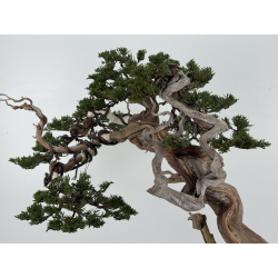 Juniperus sabina -sabina rastrera- A01399 vista 5