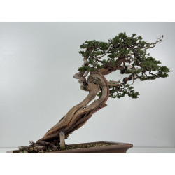 Juniperus sabina A01399 view 6