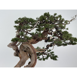 Juniperus sabina A01399 view 7