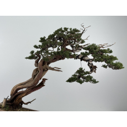 Juniperus sabina -sabina rastrera- A01399 vista 8