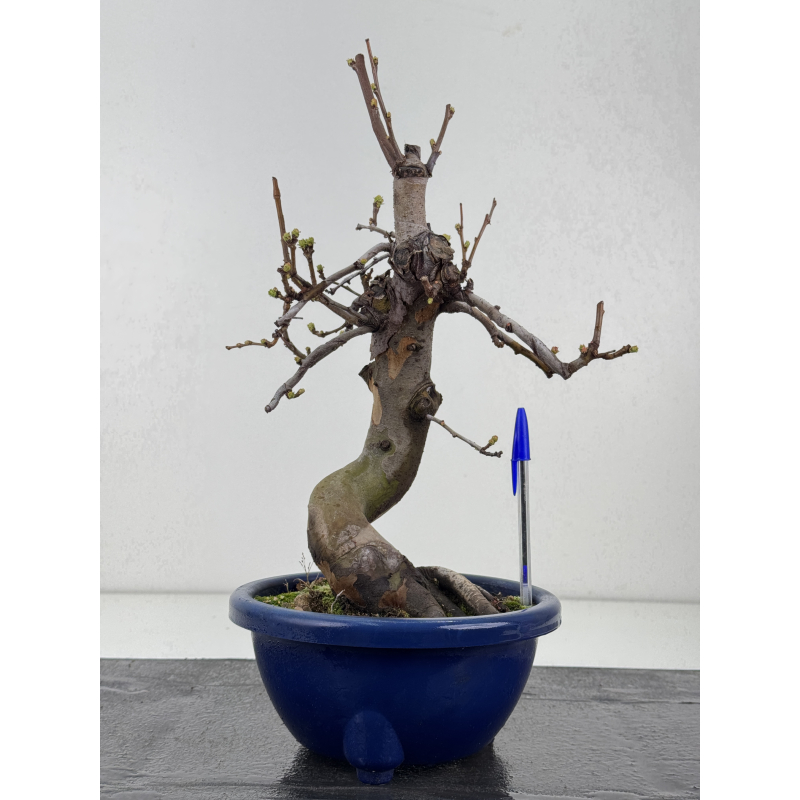 Pseudocydonia sinensis I-8357