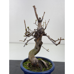 Pseudocydonia sinensis I-8357 view 2