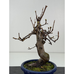 Pseudocydonia sinensis I-8357 view 3