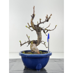 Pseudocydonia sinensis I-8358