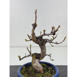 Pseudocydonia sinensis I-8358 view 2