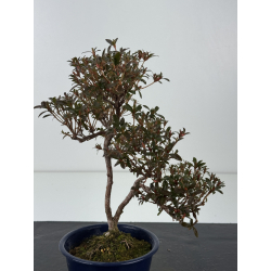 Azalea I-8360 view 2