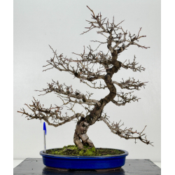 Crataegus cuneata -espino japonés- I-8362