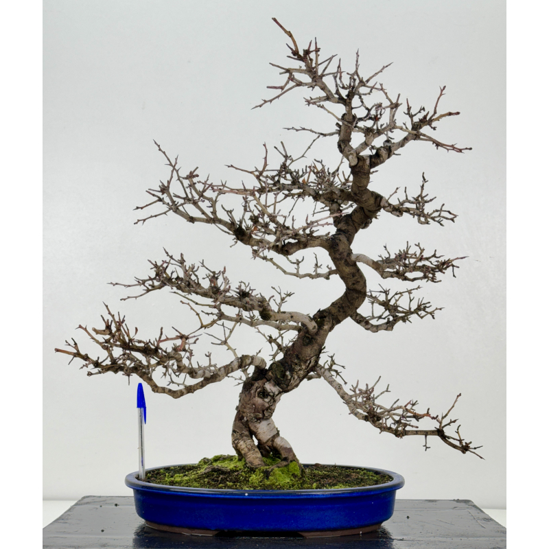 Crataegus cuneata -espino japonés- I-8362