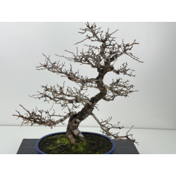 Crataegus cuneata -espino japonés- I-8362 vista 2