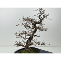 Crataegus cuneata -espino japonés- I-8362 vista 3