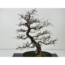 Crataegus cuneata I-8362 view 4