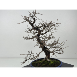 Crataegus cuneata -espino japonés- I-8362 vista 5