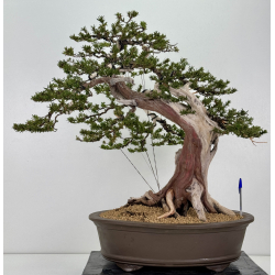 Taxus cuspidata -tejo japonés- I-8363