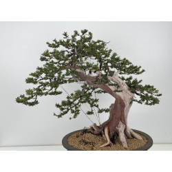 Taxus cuspidata -tejo japonés- I-8363 vista 2