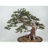 Taxus cuspidata I-8363 view 2