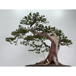 Taxus cuspidata -tejo japonés- I-8363 vista 3