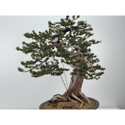 Taxus cuspidata -tejo japonés- I-8363 vista 4