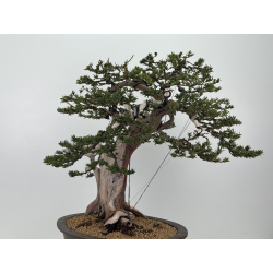 Taxus cuspidata -tejo japonés- I-8363 vista 5
