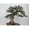 Taxus cuspidata I-8363 view 5