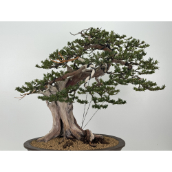 Taxus cuspidata -tejo japonés- I-8363 vista 6