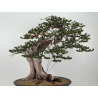 Taxus cuspidata -tejo japonés- I-8363 vista 6