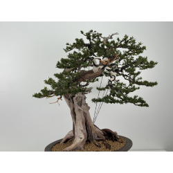 Taxus cuspidata -tejo japonés- I-8363 vista 7