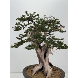 Taxus cuspidata -tejo japonés- I-8363 vista 8