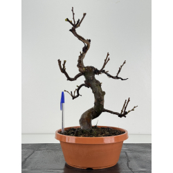 Pseudocydonia sinensis I-8364