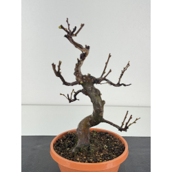 Pseudocydonia sinensis I-8364 view 2