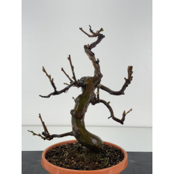 Pseudocydonia sinensis I-8364 view 3