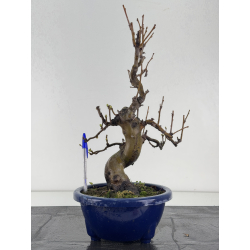 Pseudocydonia sinensis I-8365