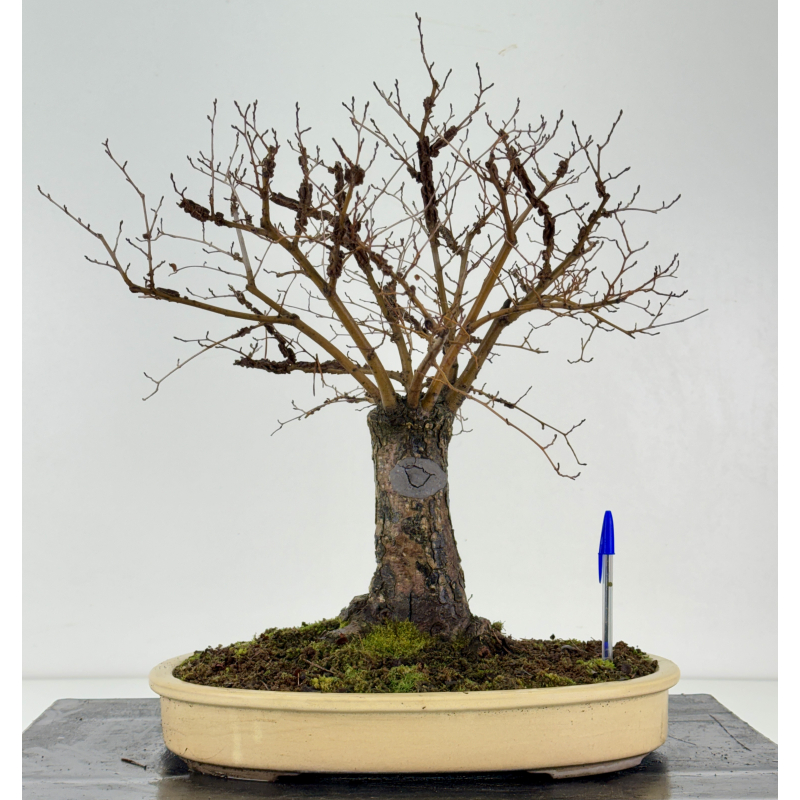 Ulmus -olmo- minor suberosa I-8370