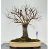 Ulmus -olmo- minor suberosa I-8370